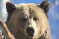 Yellowstone Wildlife and Scenic Sites Tour thumbnail 2