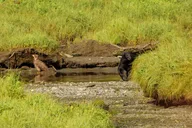 Ketchikan Wildlife Safari and Sightseeing Tour thumbnail 5