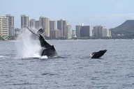 Honolulu Whale Watching Tour with E Sea Diver thumbnail 5