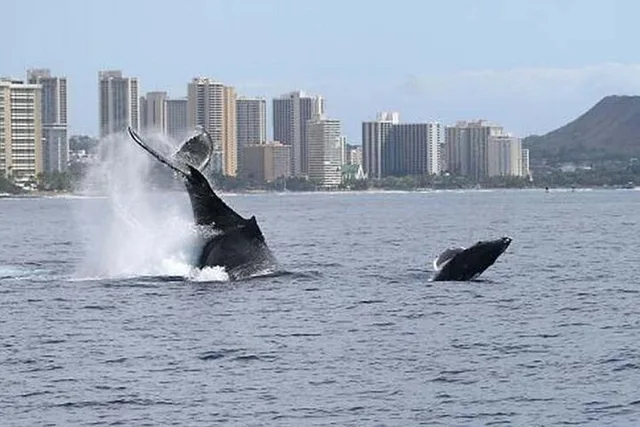 Honolulu Whale Watching Tour with E Sea Diver - Image 5