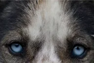 Skagway Sled Dog Adventure and Gold Panning 4.5 hr thumbnail 1