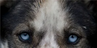 Skagway Sled Dog Adventure and Gold Panning 4.5 hr
