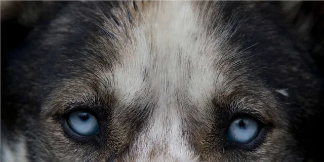 Skagway Sled Dog Adventure and Gold Panning 4.5 hr - Image 1