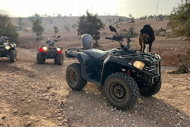 Agadir Quad & Crocoparc Tour with Transfers - Image 4