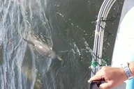 Tampa Dolphin Sightseeing Cruise 1.5 hr thumbnail 3