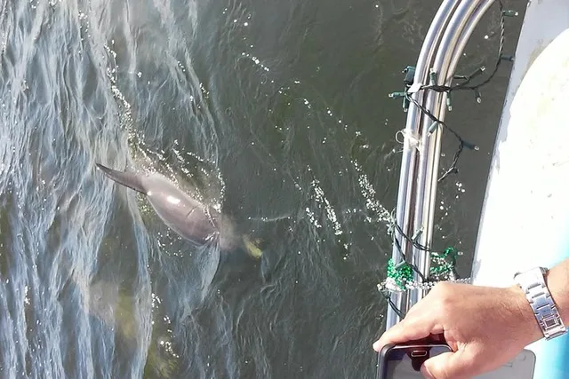 Tampa Dolphin Sightseeing Cruise 1.5 hr - Image 3