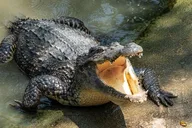 Miami Everglades Airboat Tour thumbnail 6