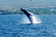 Kailua-Kona Whale Watching Tour thumbnail 2