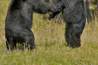 Jackson Grand Teton Eco Safari 4 hr thumbnail 3