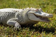 Miami Everglades Airboat Adventure with Transfer thumbnail 2