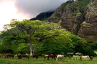 Kaneohe E-Bike Tour at Kualoa Ranch 2 hr thumbnail 6