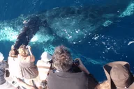 Newport Beach Whale Watching Cruise thumbnail 2
