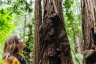 San Francisco Muir Woods and Sausalito Tour thumbnail 1