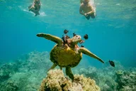 Kihei Molokini Crater and Turtle Town Snorkeling thumbnail 6