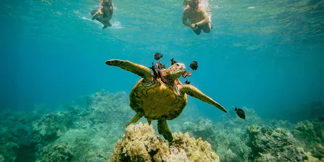 Kihei Molokini Crater and Turtle Town Snorkeling - Image 6