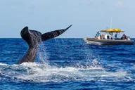 Kaanapali Beach Whale Watching Tour thumbnail 1