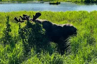Seward to Anchorage Transit Tour with Wildlife Center thumbnail 6