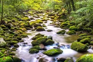 Pigeon Forge Smoky Mountains Jeep Tour thumbnail 3