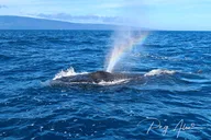 Maui Paddleboard Whale Watch thumbnail 4