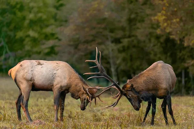 Rocky Mountain National Park Elk Rut Tour - Image 2