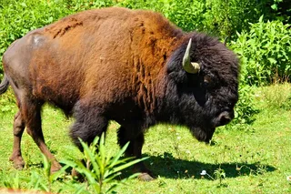 Buffalo Creek Ranch Tour