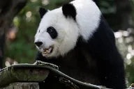 Atlanta Zoo Admission thumbnail 4