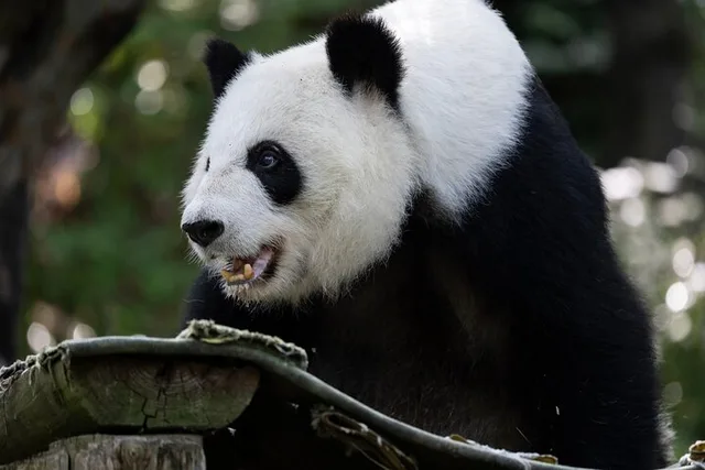 Atlanta Zoo Admission - Image 4