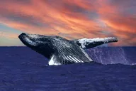 Waikiki Sunset Whale Watching Cruise 2 hr thumbnail 1