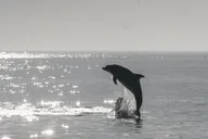 Hilton Head Private Dolphin Cruise 2 hr thumbnail 4