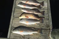 Wrightsville Beach Neuse River Fishing Tour thumbnail 5