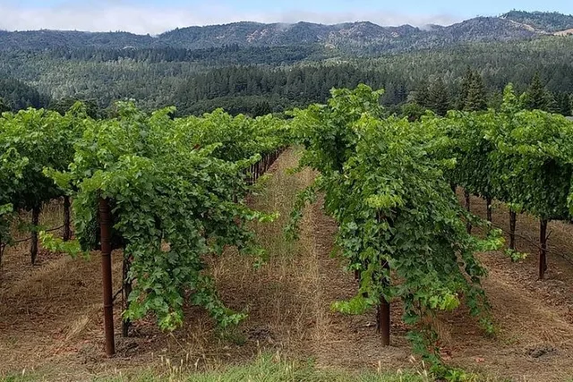 San Francisco Sonoma Wine Tasting Tour 6 hr - Image 2