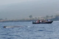 Kailua-Kona Whale Watching Raft Adventure thumbnail 5
