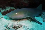 Key Largo Scuba Trip 2 Sites 4 hr thumbnail 5