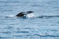 Oahu Whale Watching Trip thumbnail 1