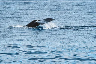 Oahu Whale Watching Trip