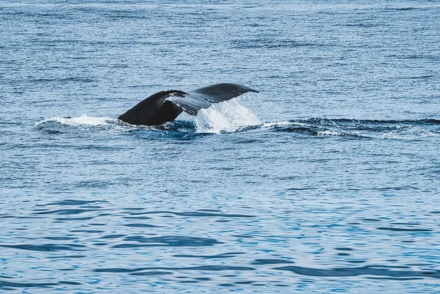Oahu Whale Watching Trip - Image 1