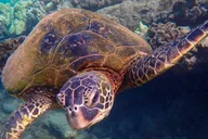 Maui Clear Kayak and Snorkel Tour thumbnail 3