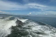Santa Rosa Beach Dolphin Cruise thumbnail 1