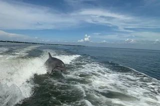 Santa Rosa Beach Dolphin Cruise