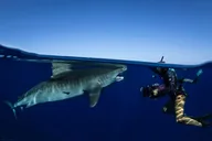 Hawaii Shark Dive thumbnail 1