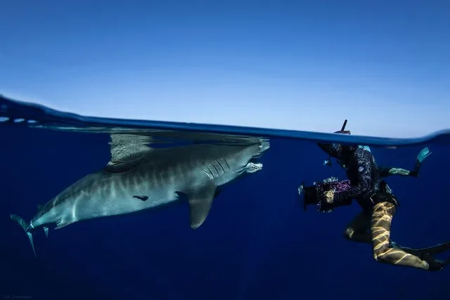 Hawaii Shark Dive - Image 1