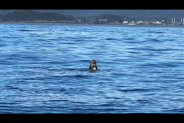 Sitka Wildlife Boat Tour - Image 6