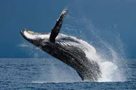 Honolulu Whale Watching Tour with E Sea Diver thumbnail 4