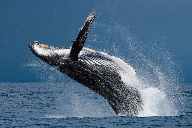 Honolulu Whale Watching Tour with E Sea Diver - Image 4