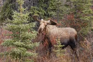 Denali Shuttle Service thumbnail 6