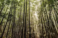 Oahu Self-Guided Trail Hike to Manoa Falls thumbnail 5