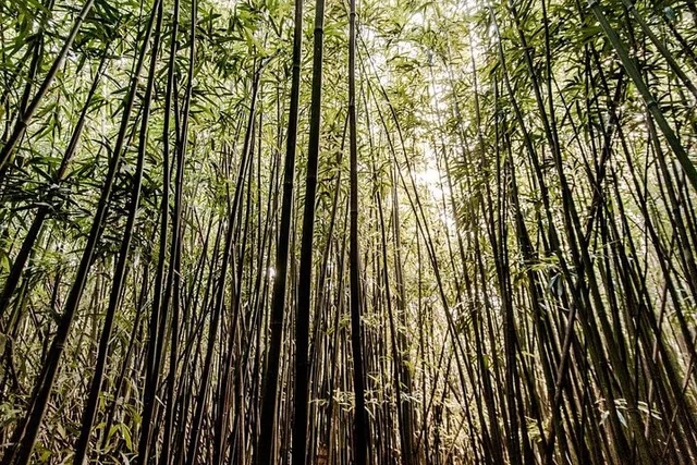 Oahu Self-Guided Trail Hike to Manoa Falls - Image 5