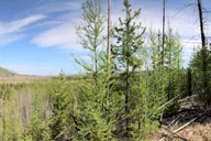 Glacier National Park Nature Walk thumbnail 1