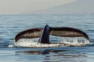 San Diego Whale Watching Tour thumbnail 4
