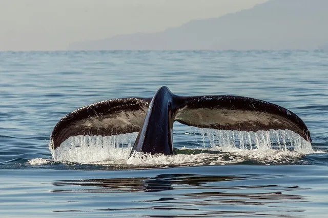 San Diego Whale Watching Tour - Image 4
